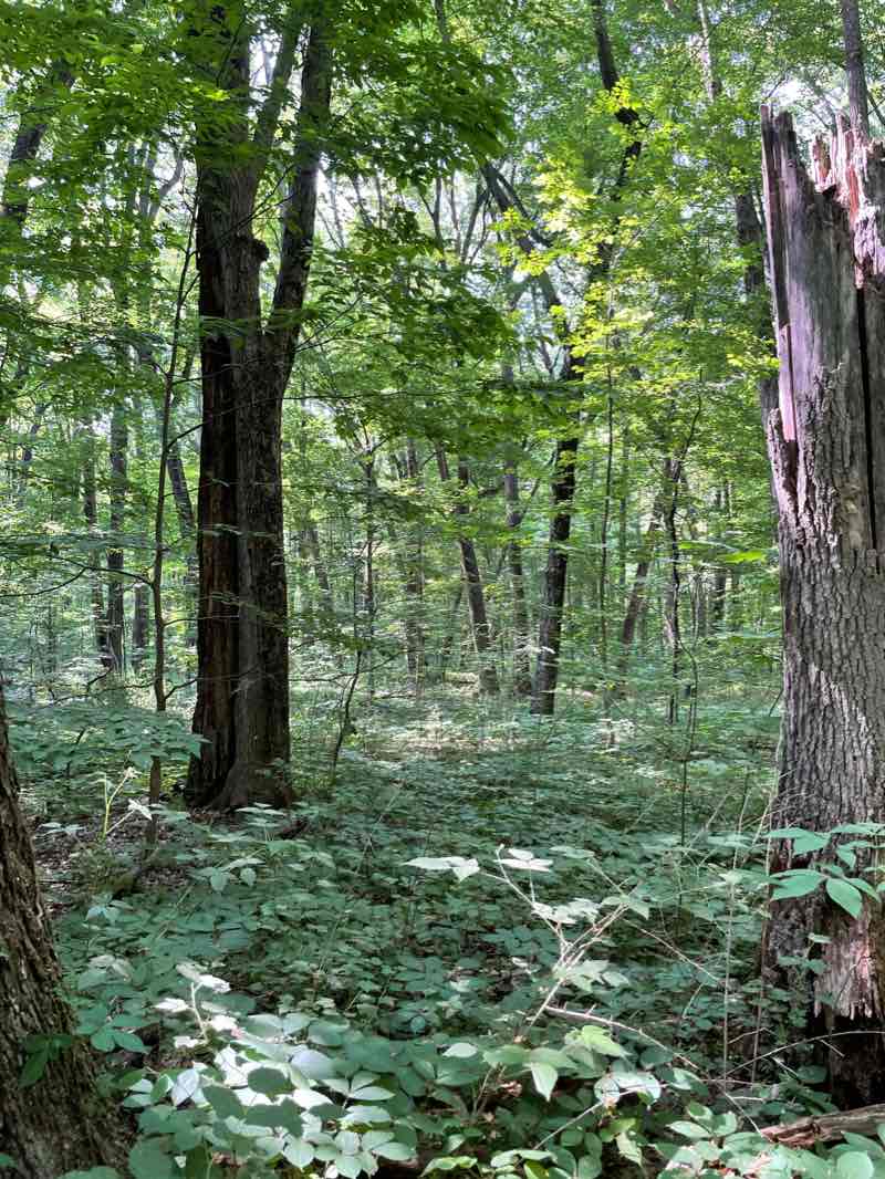 walking near me in Ted Black Woods in winter