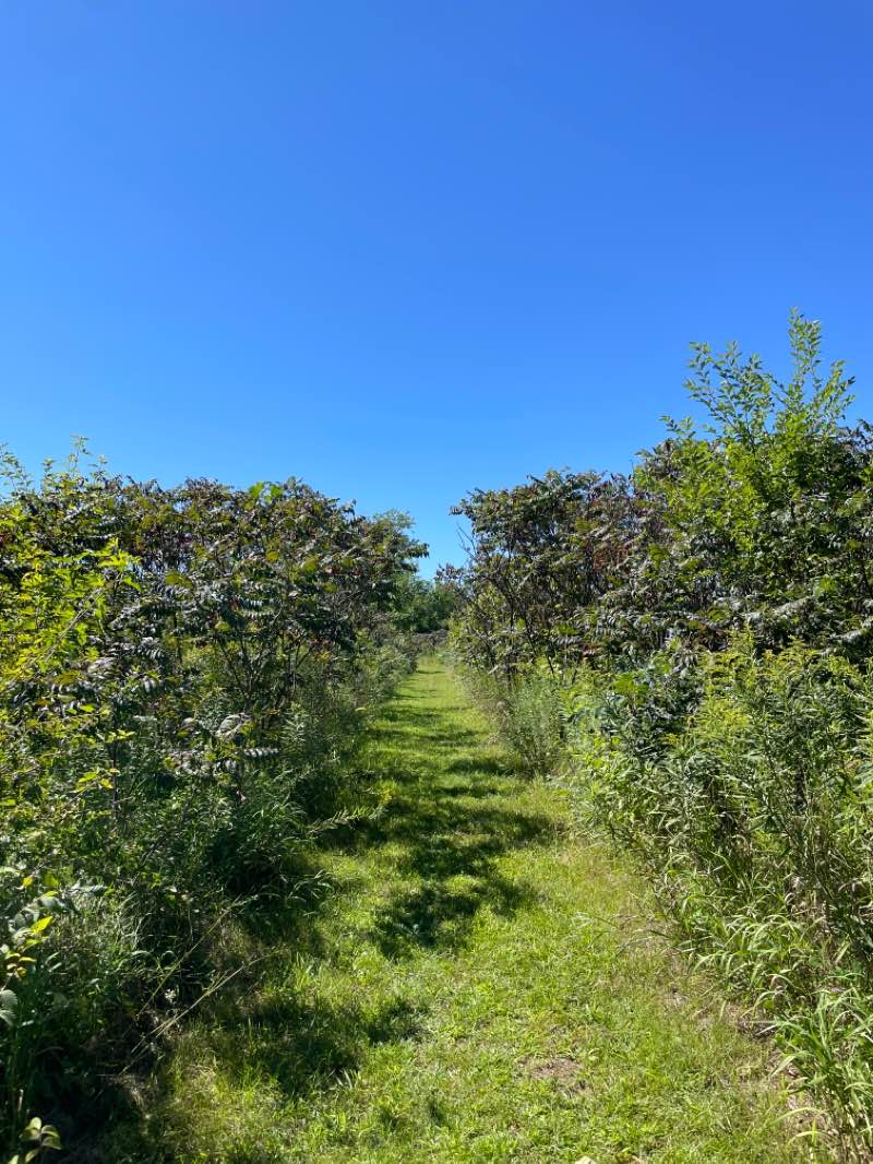 walking near me in Sharon Mills County Park in winter