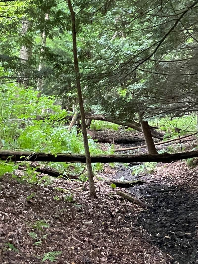 walking near me in Oak Openings Preserve Metropark in winter