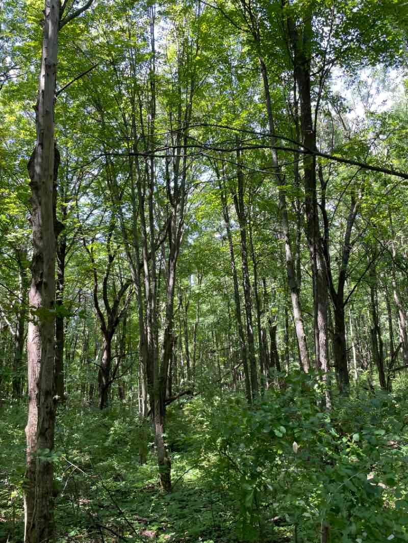 walking near me in Waterloo State Recreation Area in winter