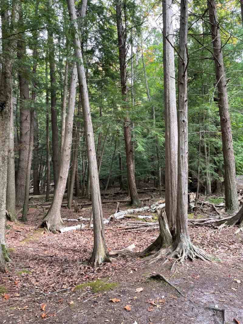 walking near me in Vasa Trailhead in winter