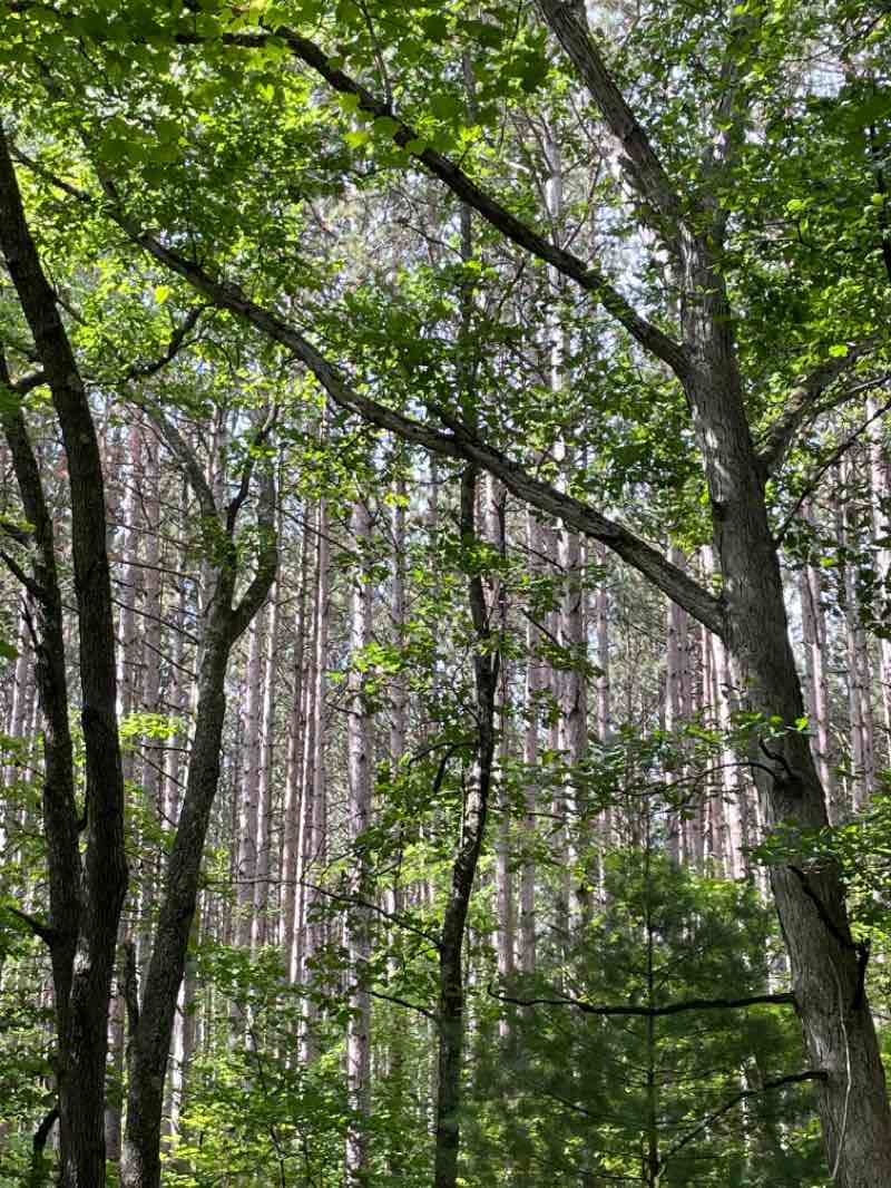 walking near me in Oak Openings Preserve Metropark in winter