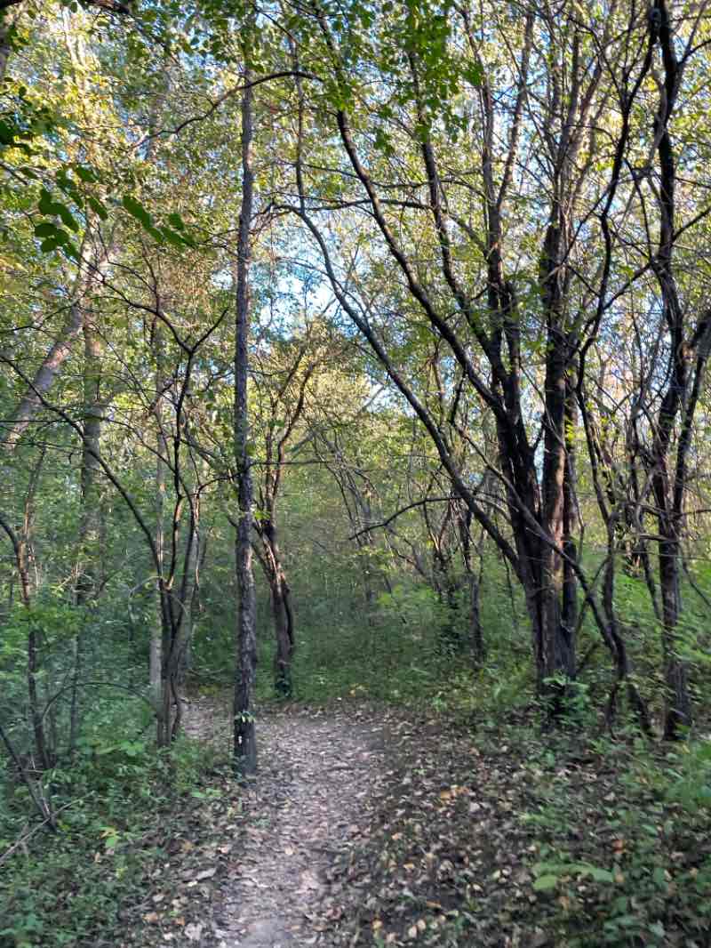 walking near me in Olson Park in winter