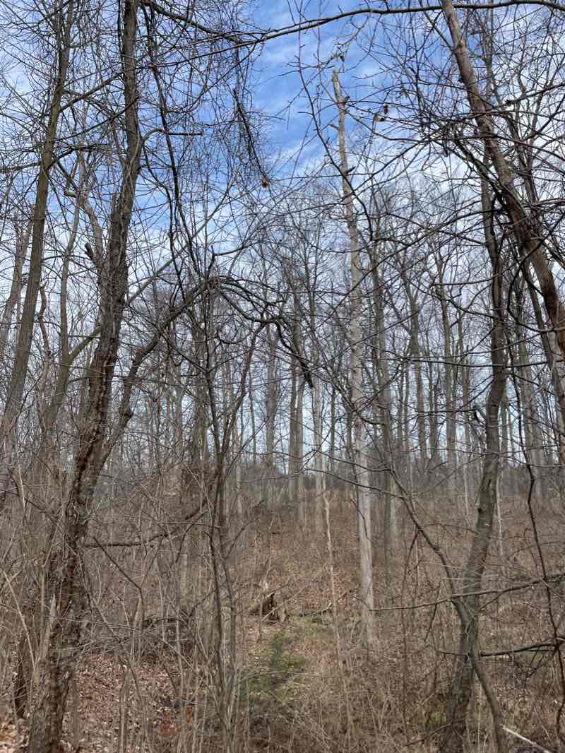 walking near me in Frances Park in winter