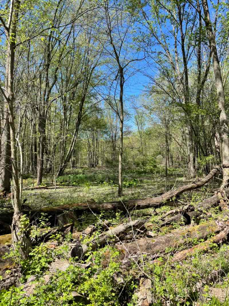 walking near me in Meridian-Baseline State Park in winter