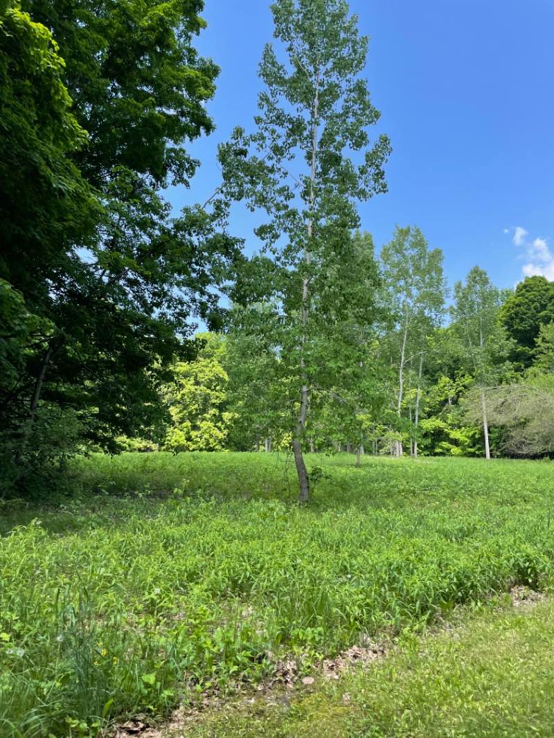 walking near me in Lyon Oaks County Park in winter