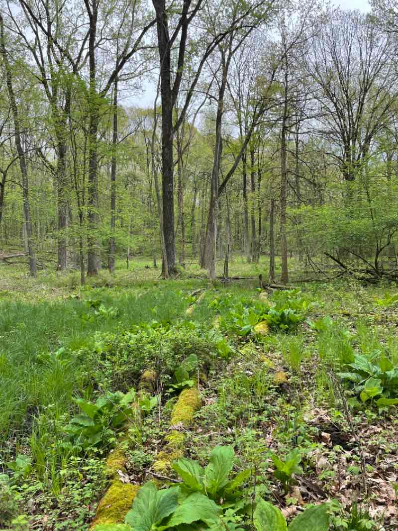 walking near me in Kensington Metropolitan Park in winter