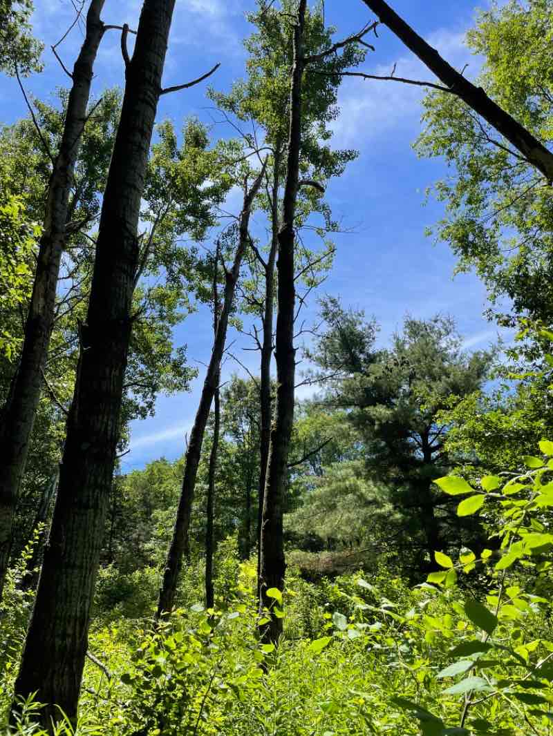 walking near me in Island Lake State Recreation Area in winter