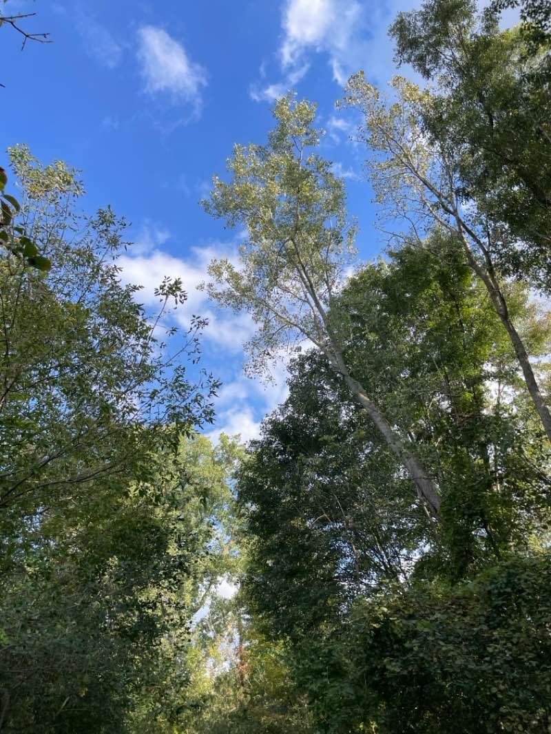 walking near me in Linear Park in winter