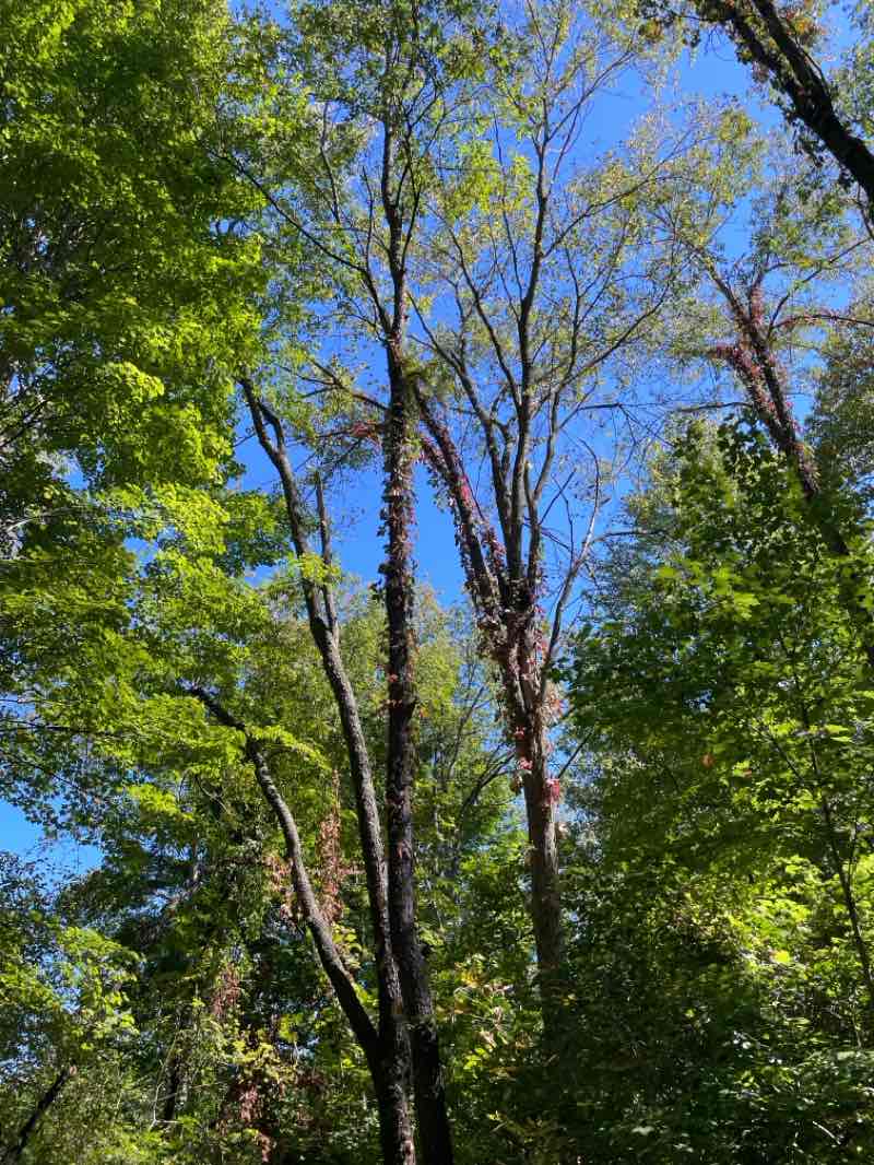 walking near me in Wilderness Park in winter