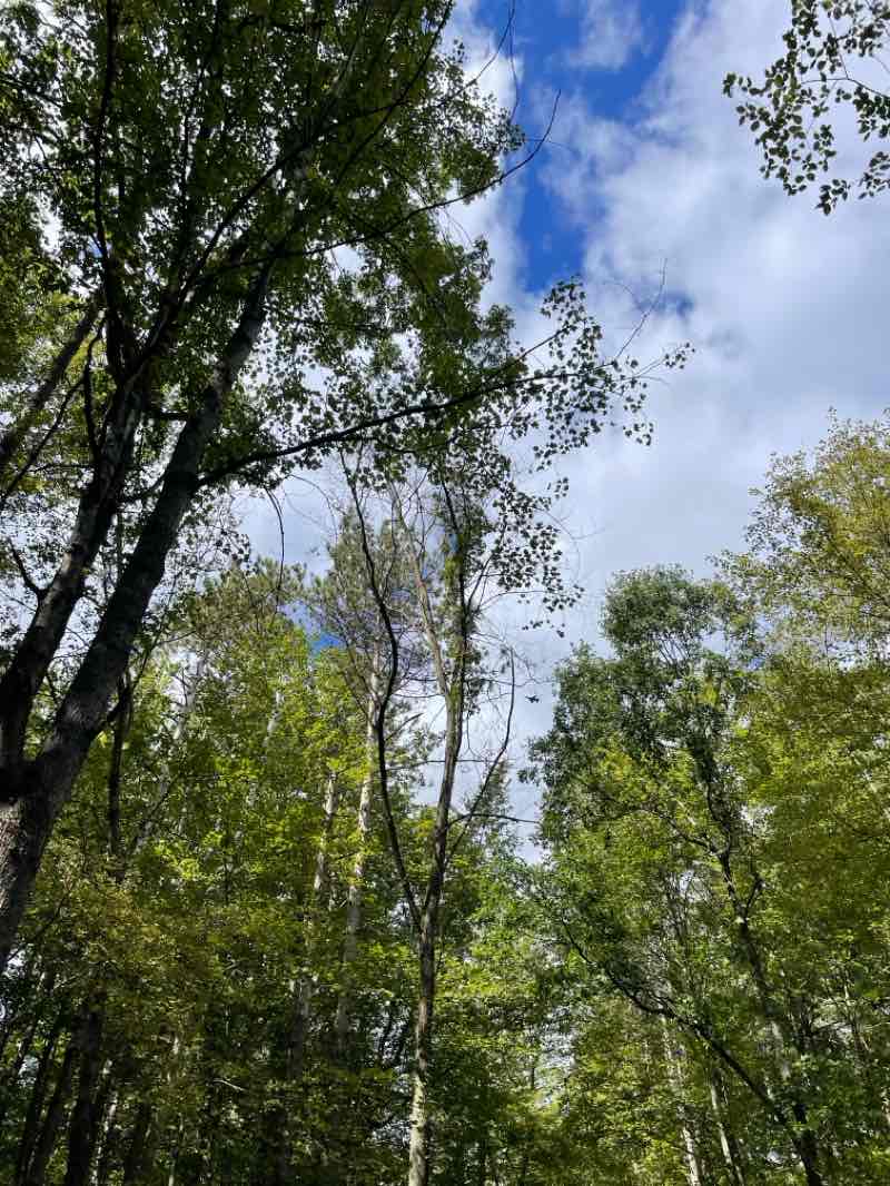 walking near me in Oak Openings Preserve Metropark in winter