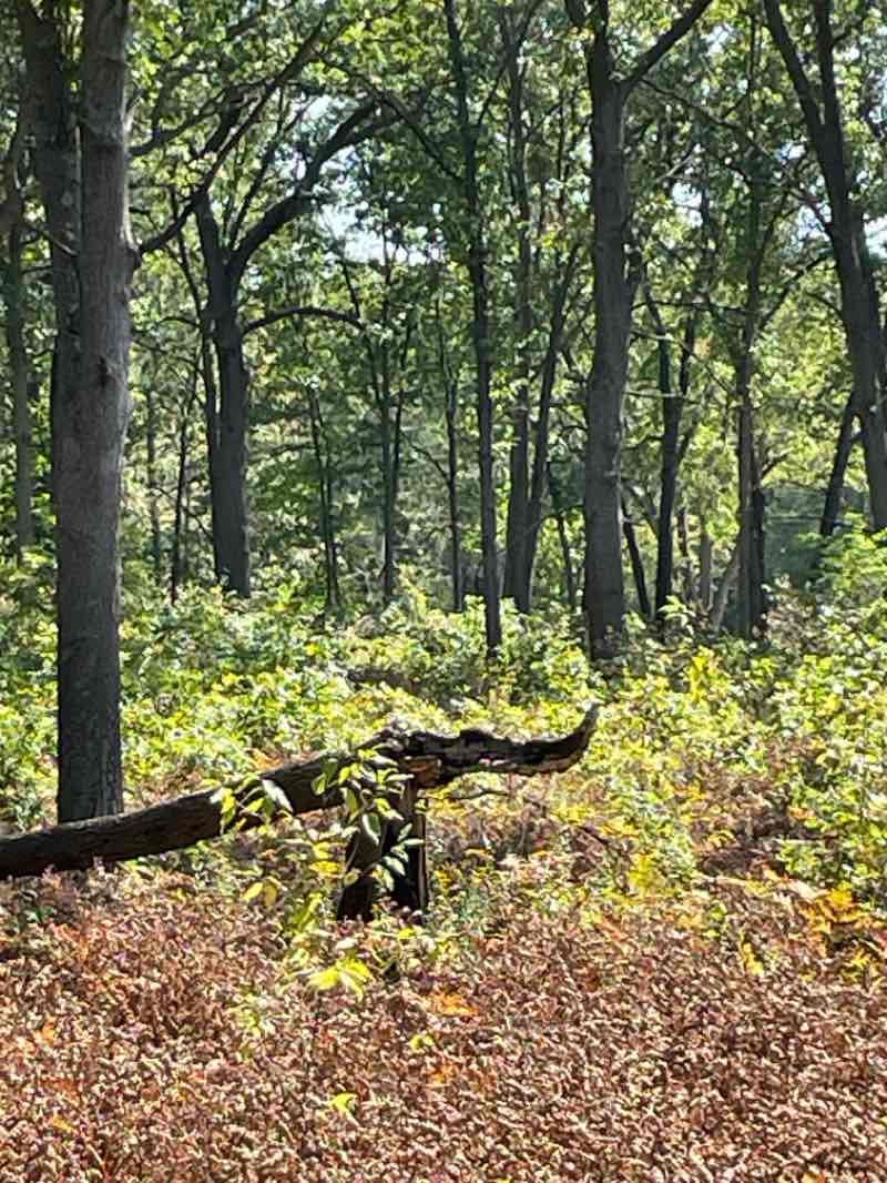 walking near me in Oak Openings Preserve Metropark in winter