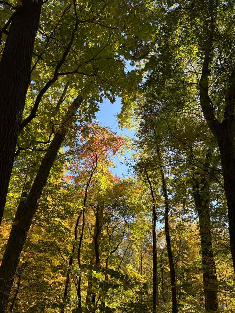 walking near me in Wildwood Preserve Metropark in autumn