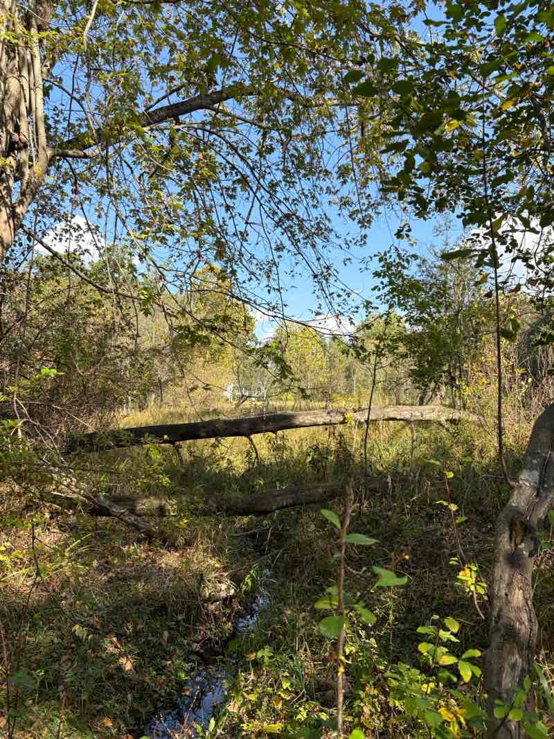walking near me in Satterthwaite Park in autumn