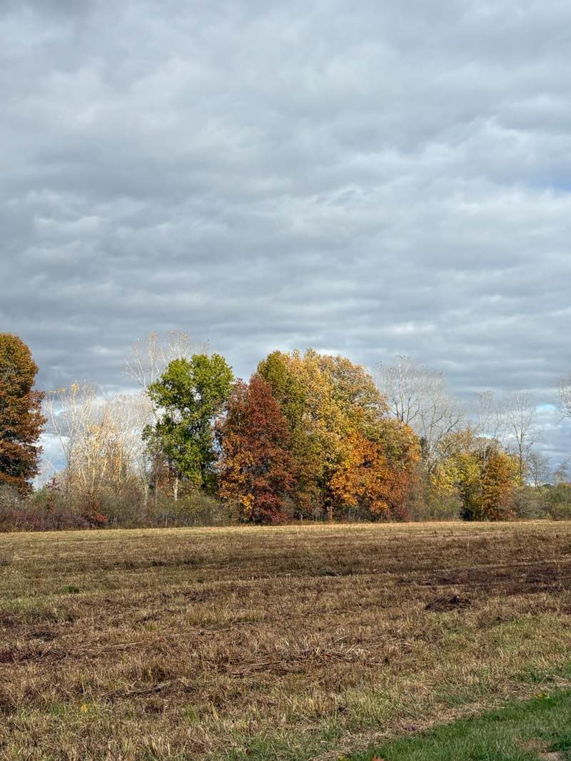 walking near me in Willow Metropark in autumn