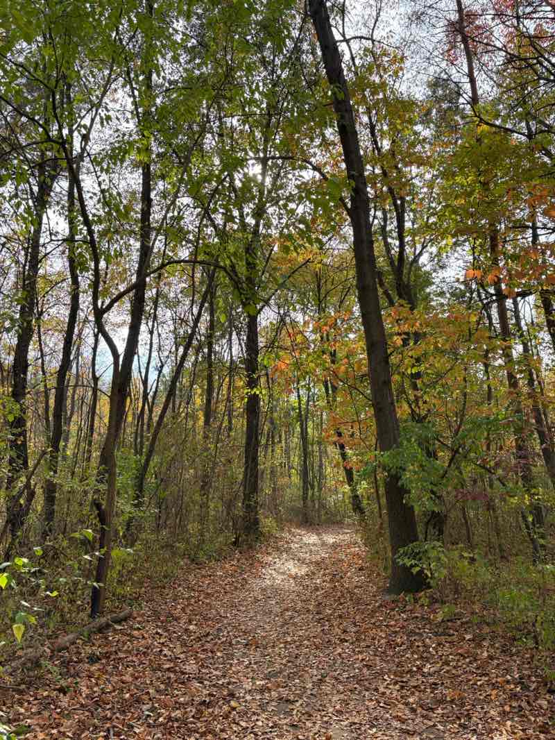 walking near me in Linden Park in autumn