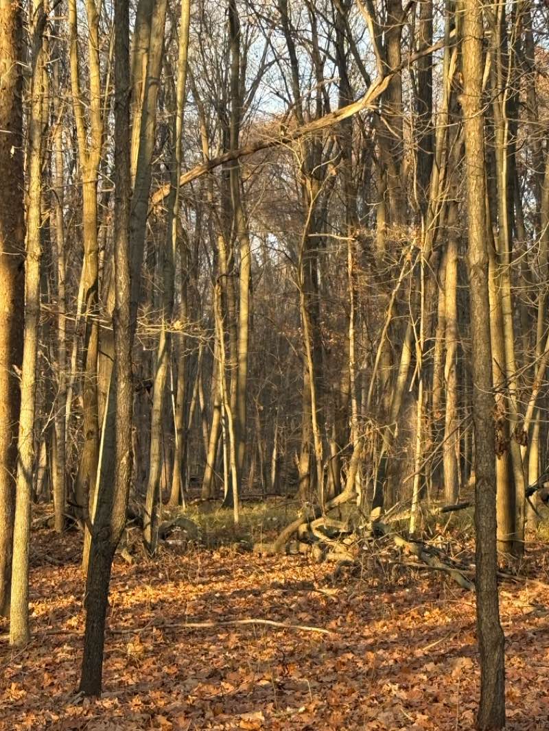 walking near me in Burchfield Park in autumn