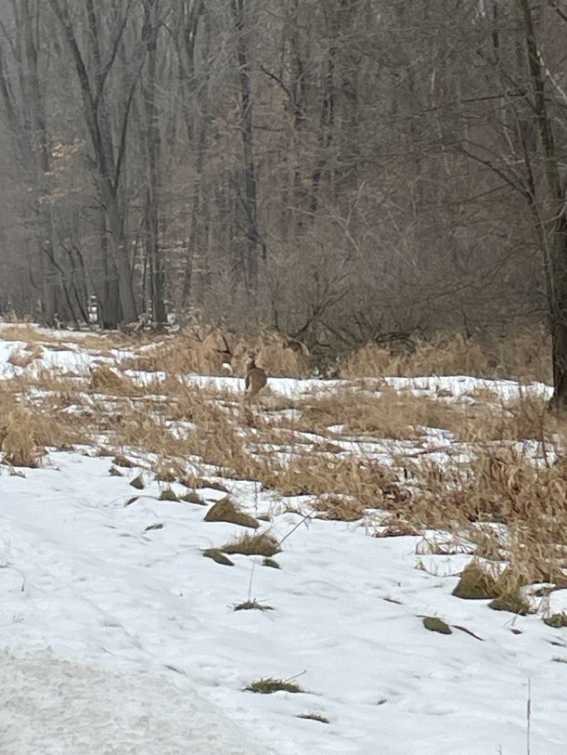 walking near me in Biggie Munn Park in winter