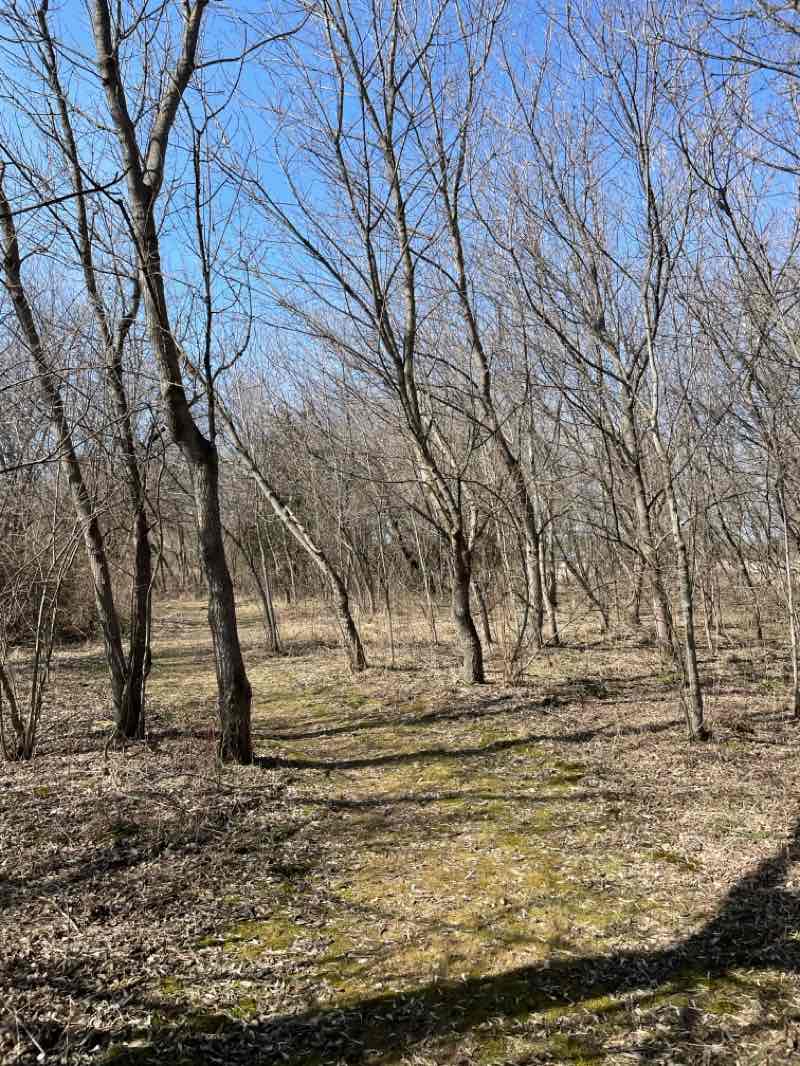 walking near me in Baker Woods Preserve in spring