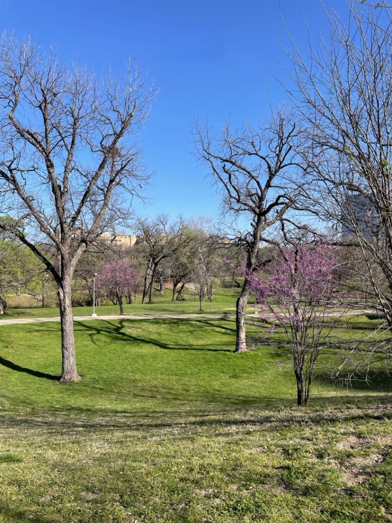 walking near me in Reverchon Park in spring