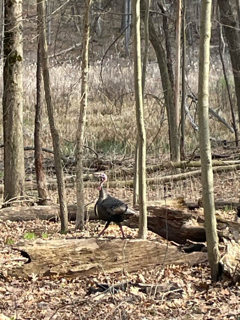 walking near me in Highland Oaks County Park in spring