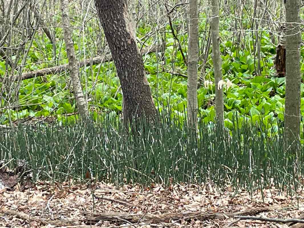 walking near me in Proud Lake State Recreation Area in spring