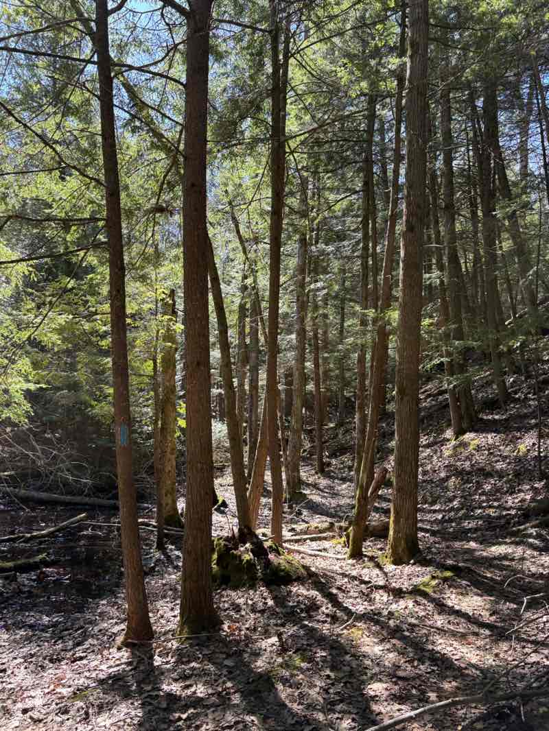 walking near me in Wilderness State Park in spring