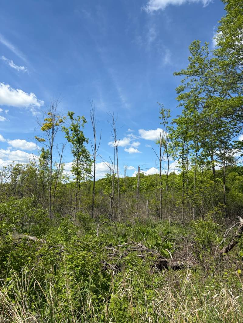 walking near me in Huron Meadows Metropark in spring