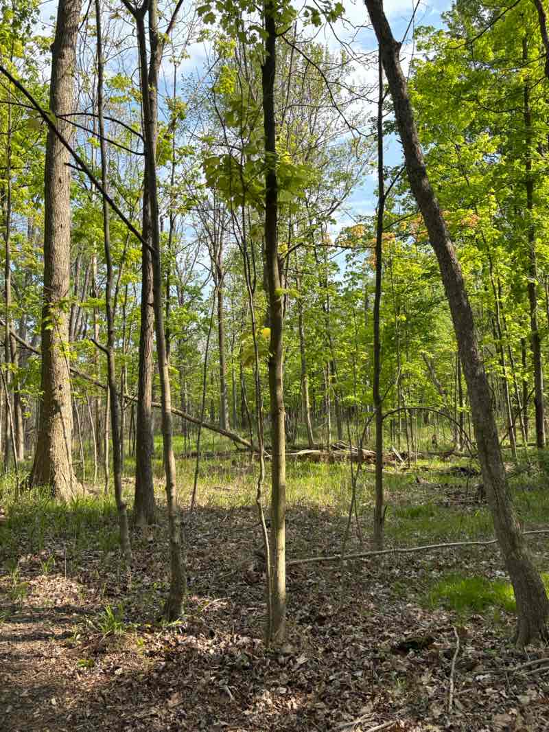 walking near me in Woodland Hills in spring