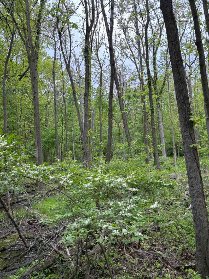 walking near me in University of Michigan Matthaei Botanical Gardens in spring