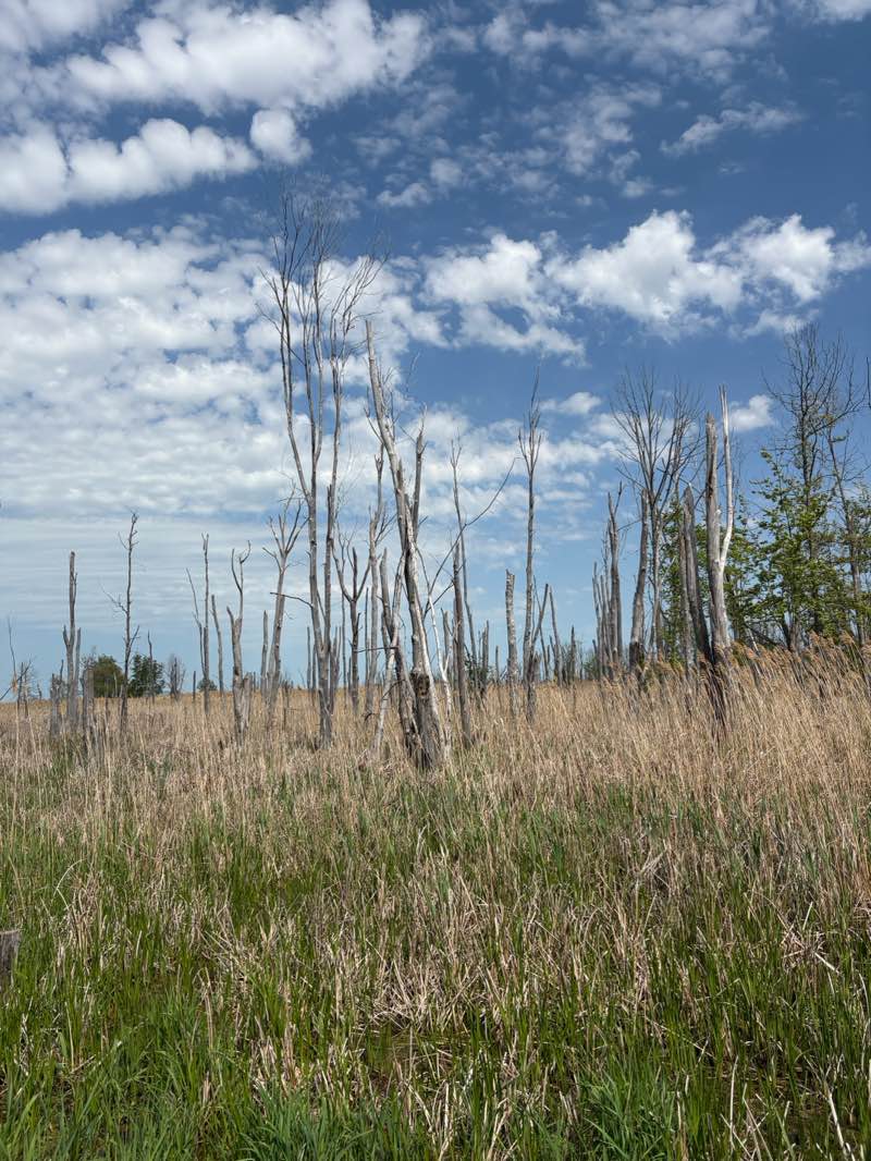 walking near me in Maumee Bay State Park in spring