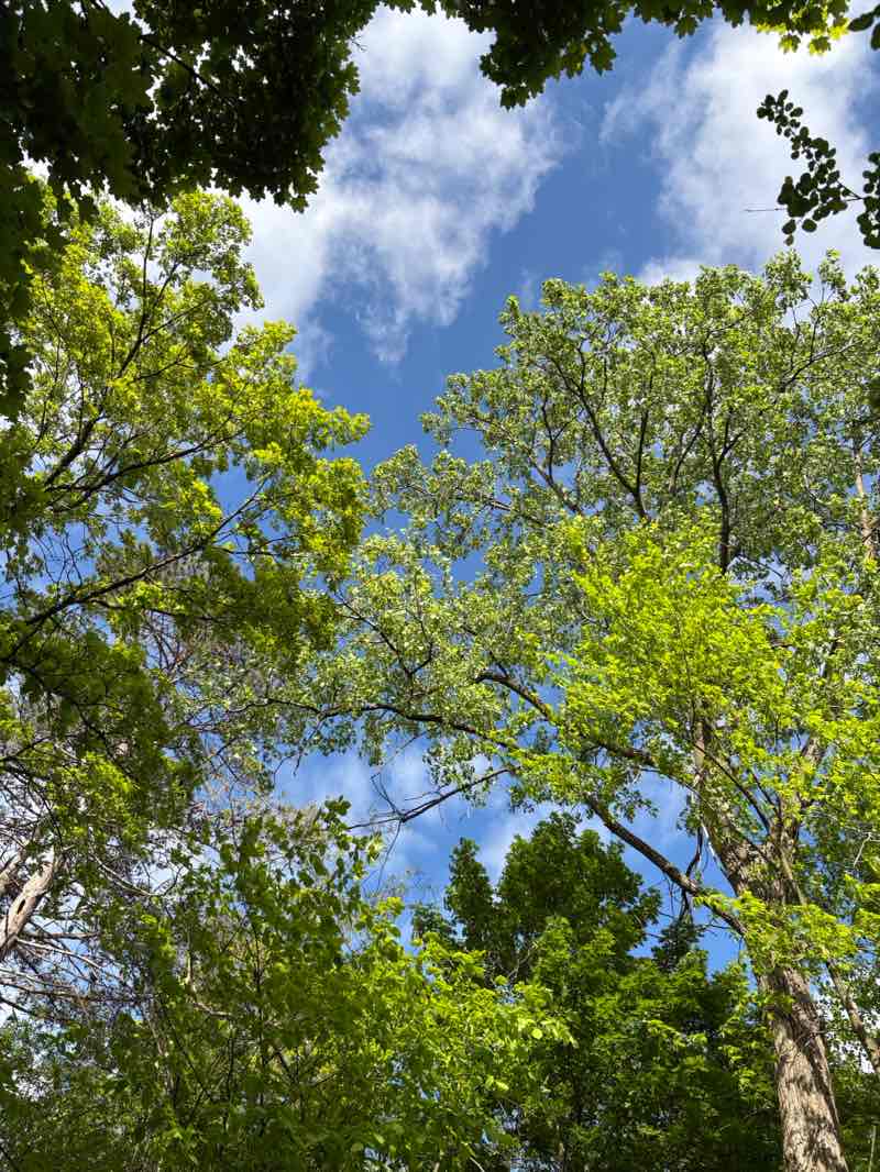walking near me in Bicentennial Park in spring