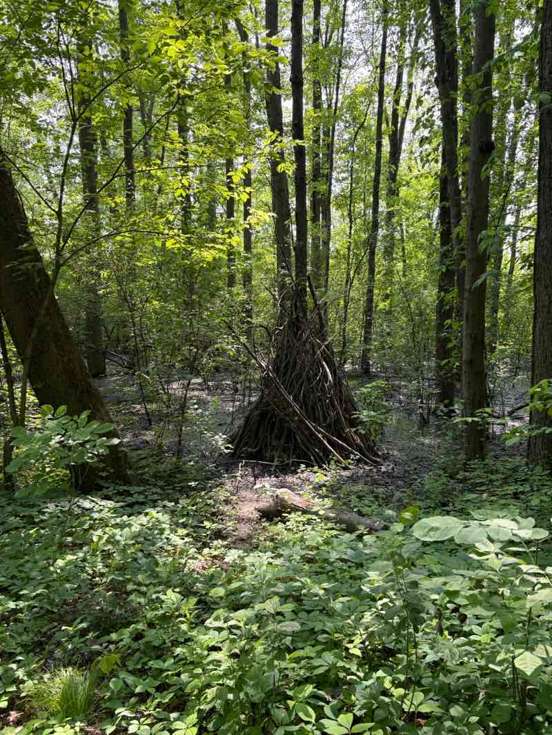 walking near me in Pearson Metropark in summer