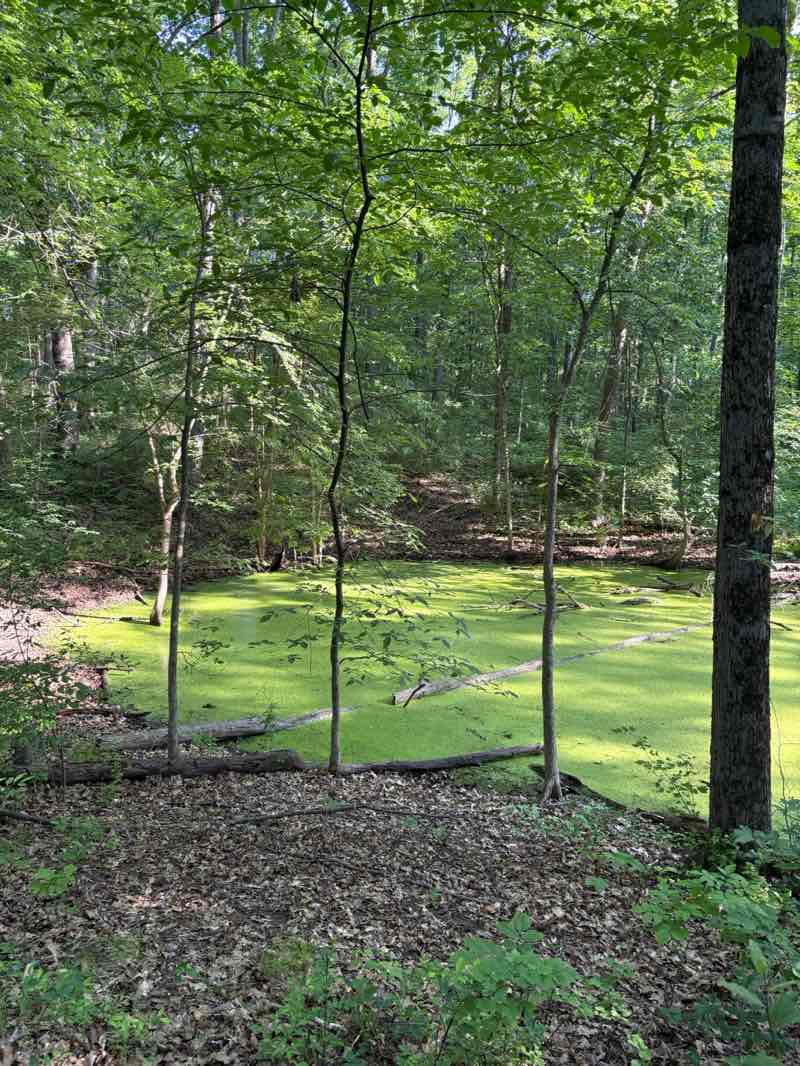 walking near me in Waterloo State Recreation Area in summer
