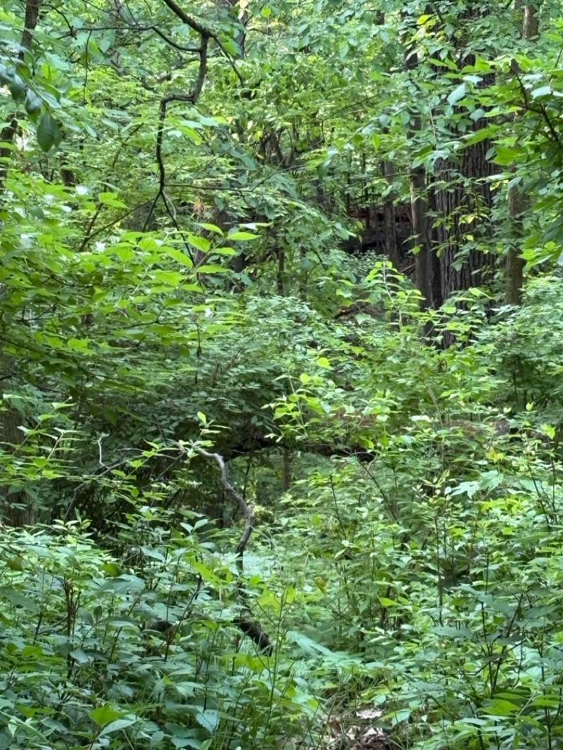 walking near me in Island Lake State Recreation Area in summer