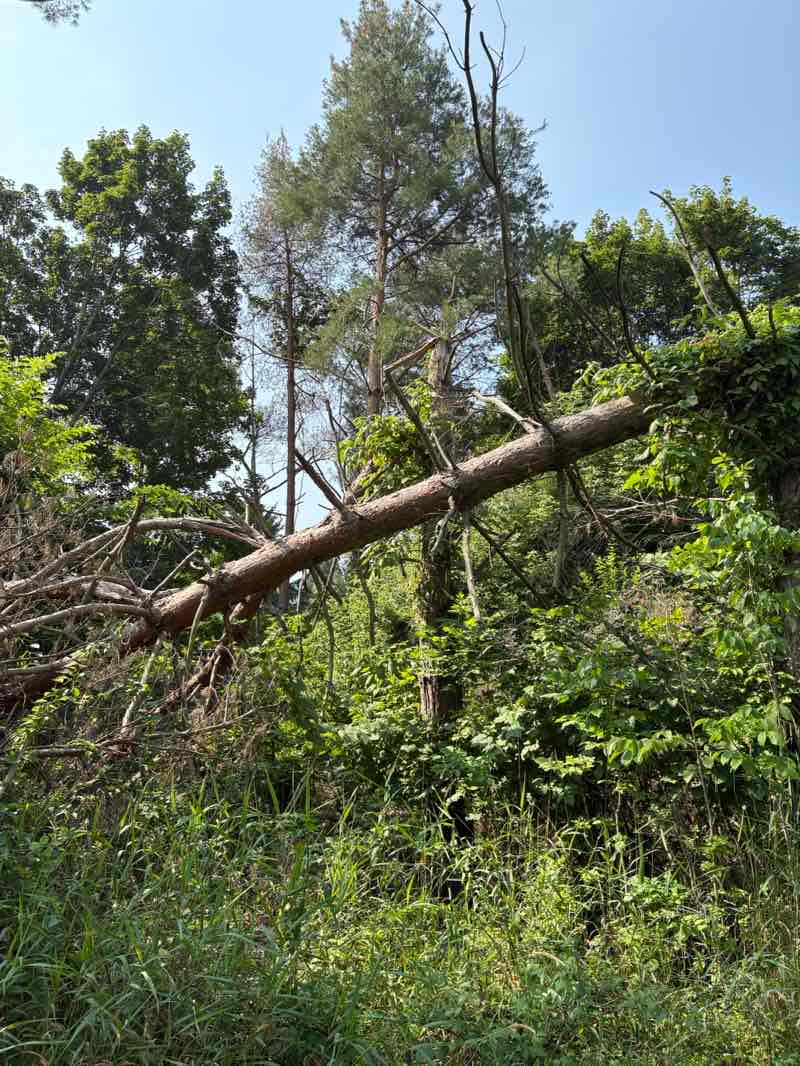 walking near me in Hawk Meadow Park in summer