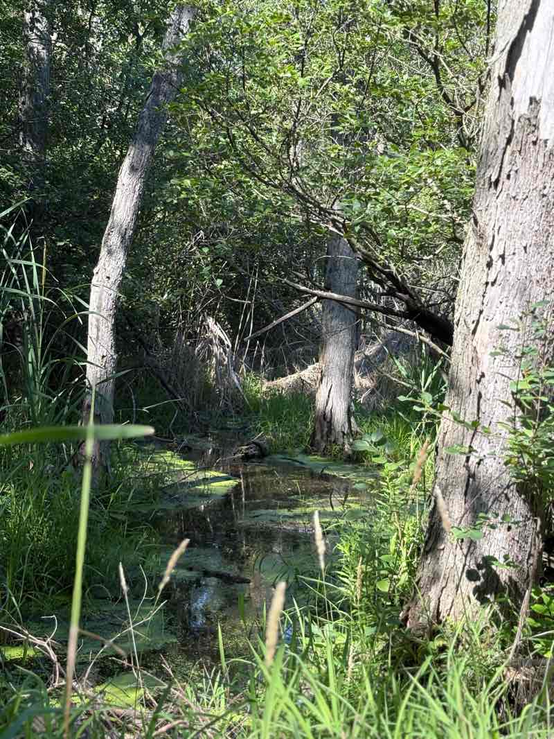 walking near me in Robert H. Long Park in autumn