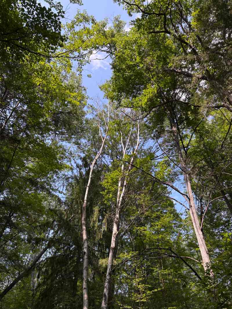 walking near me in Huron National Forest in autumn