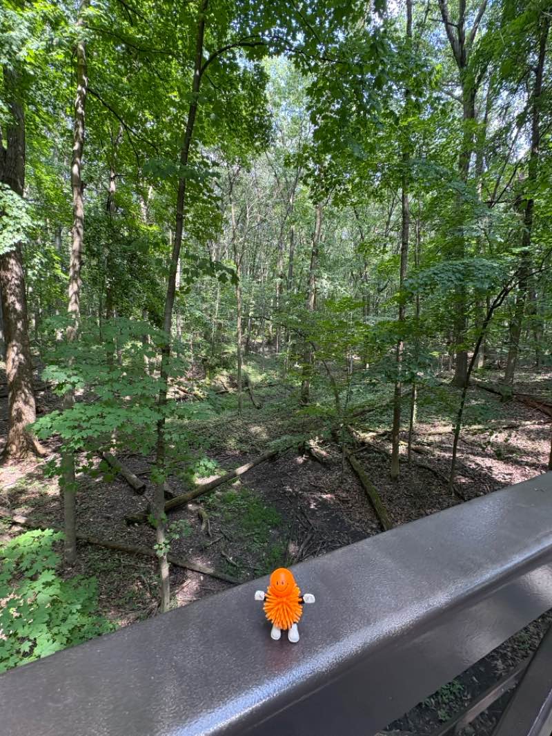 walking near me in Fallen Timbers Battlefield in autumn