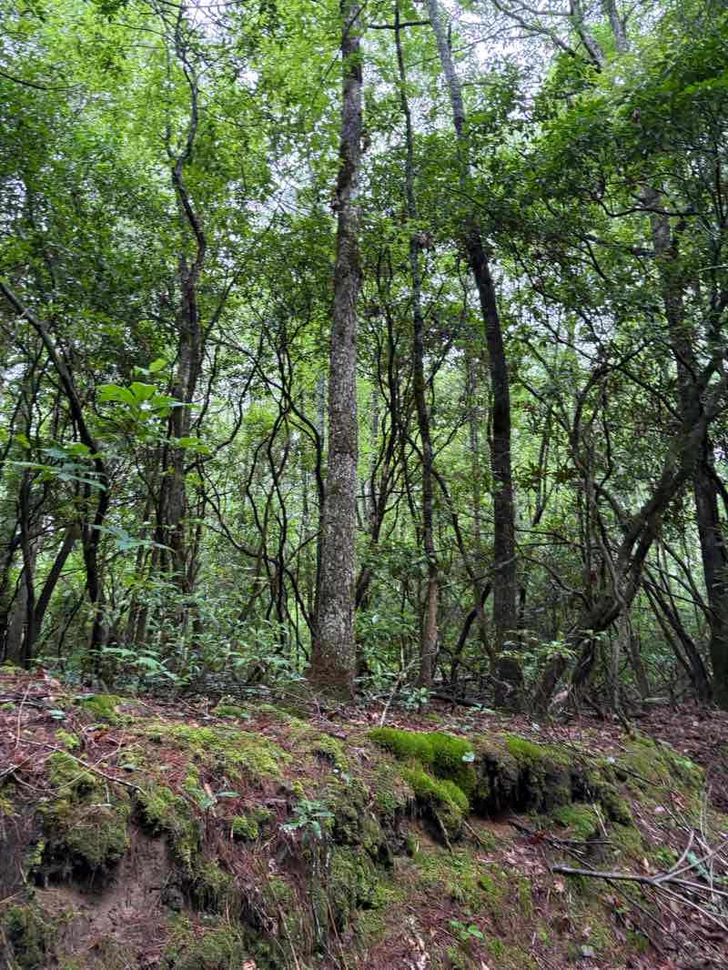 walking near me in Dupont State Recreational Forest in autumn