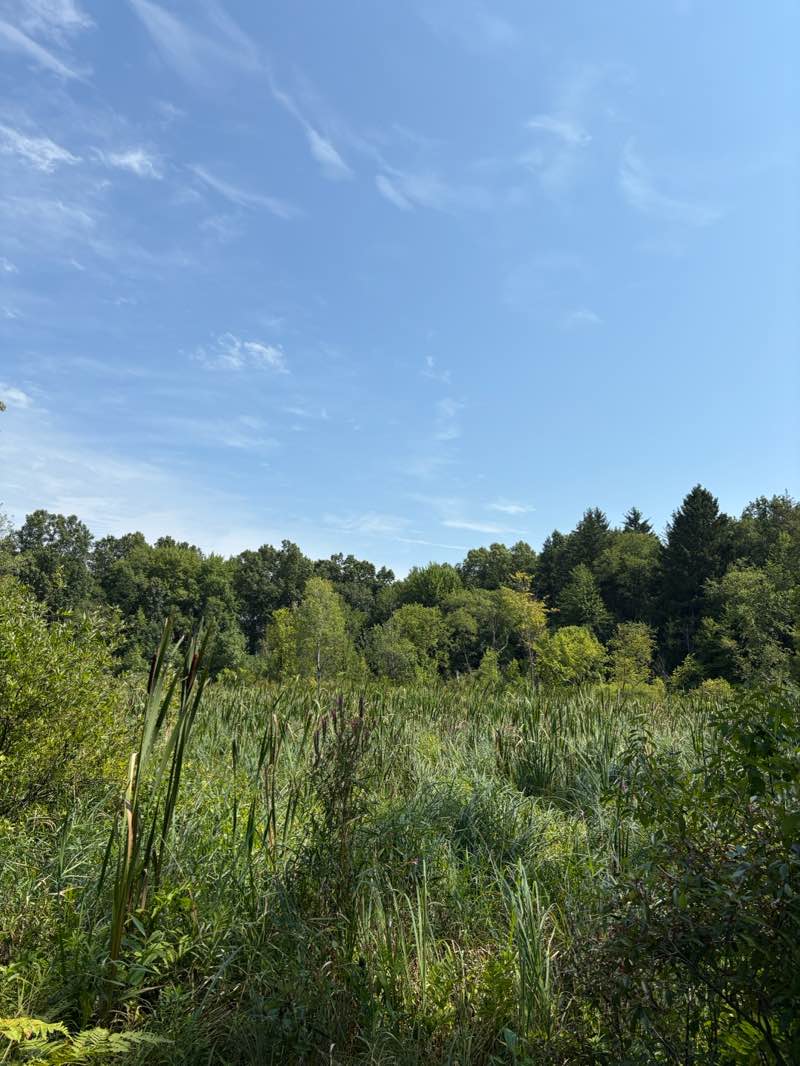 walking near me in Lake Lansing Park North in autumn