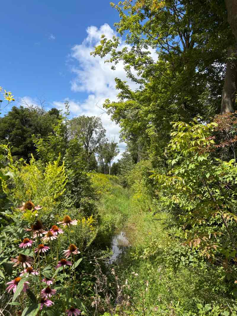 walking near me in Maybury State Park in autumn