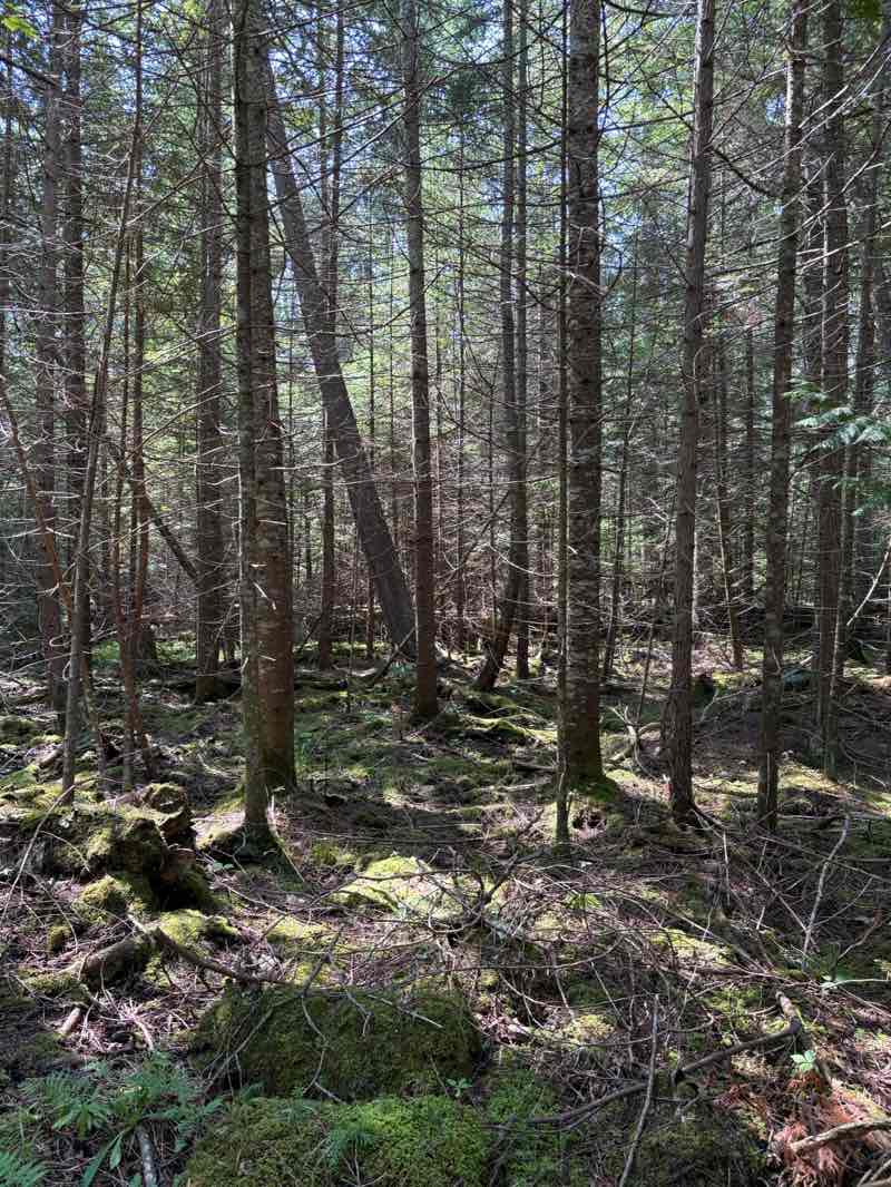 walking near me in Harrisville State Park in autumn