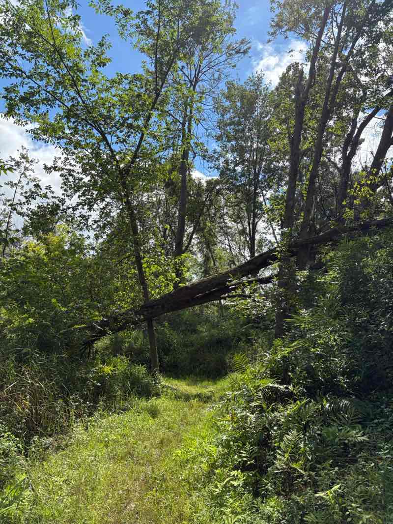 walking near me in White Memorial Park in autumn