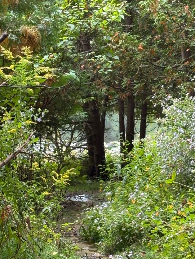 walking near me in Holly State Recreation Area in autumn