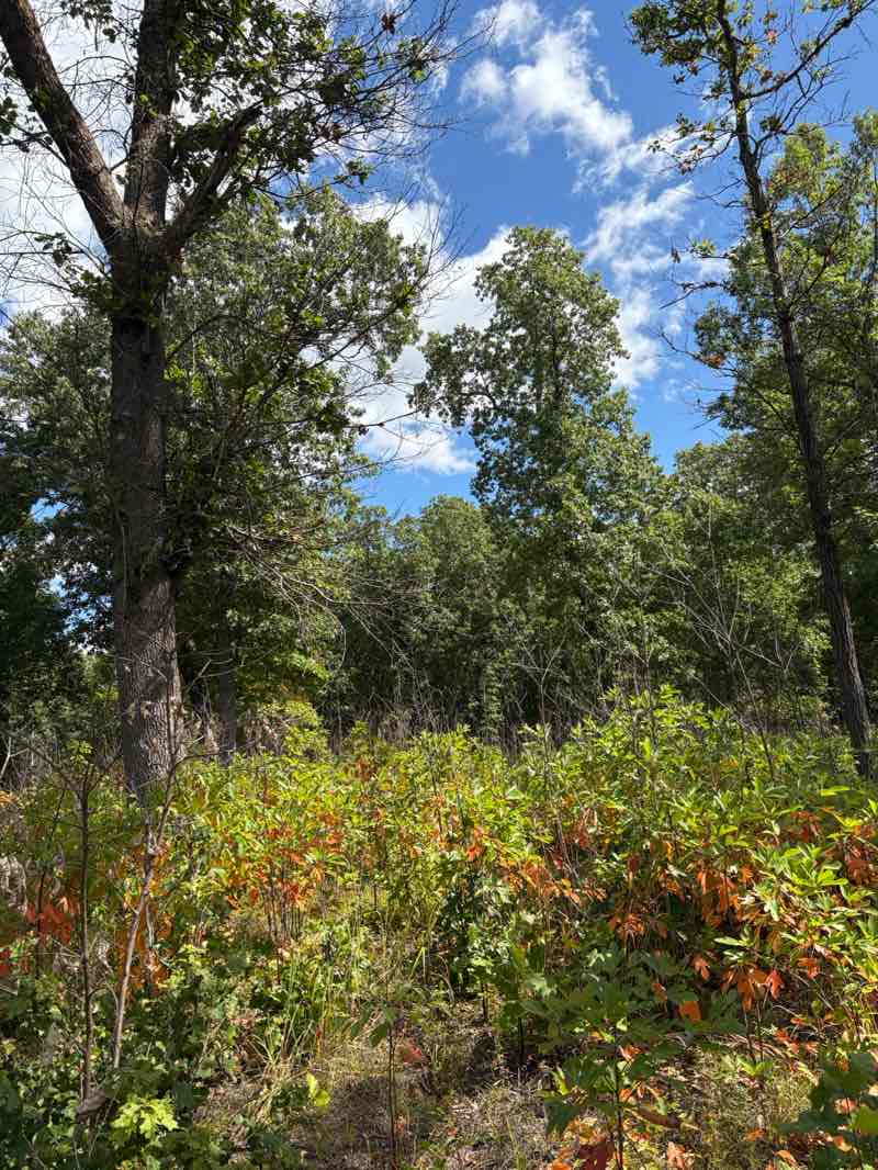 walking near me in Oak Openings Preserve Metropark in autumn