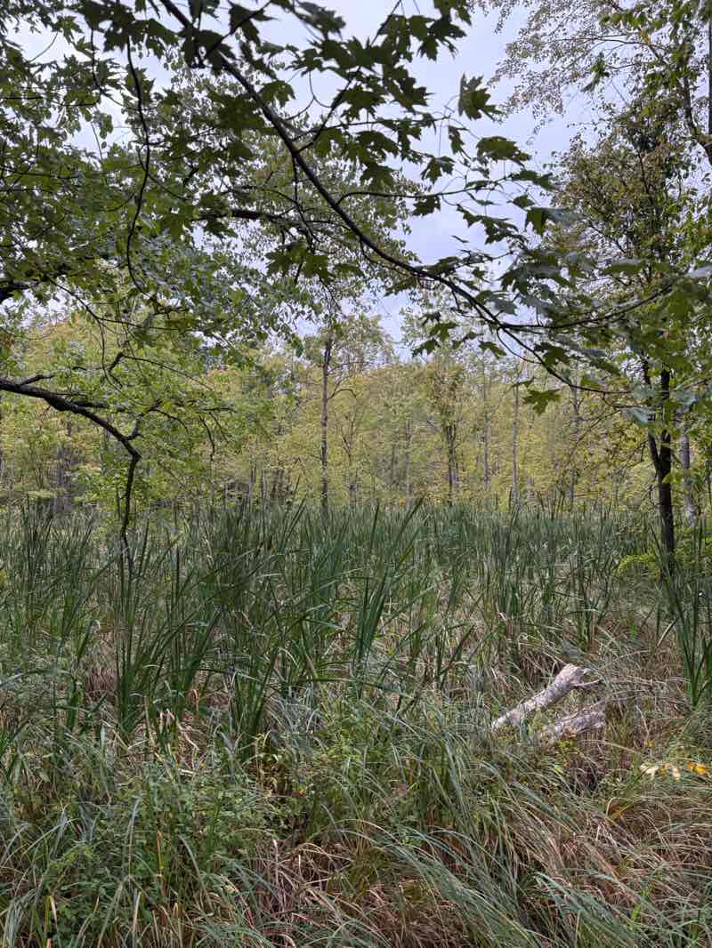 walking near me in Indian Springs Metropark in autumn