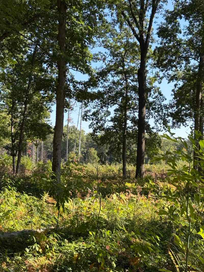 walking near me in Oak Openings Preserve Metropark in autumn