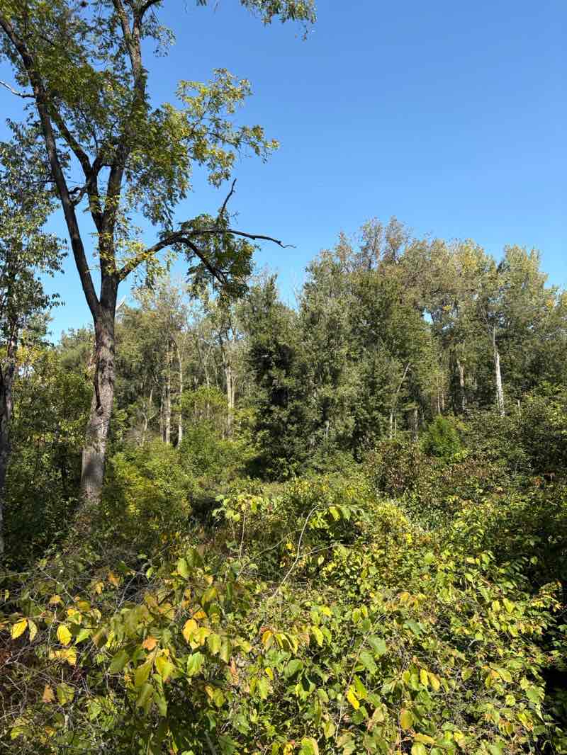 walking near me in Oak Openings Preserve Metropark in autumn
