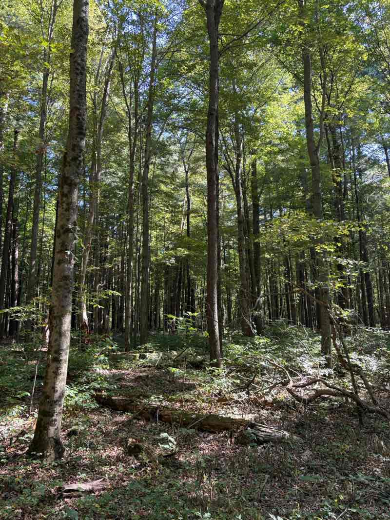 walking near me in Oak Openings Preserve Metropark in autumn